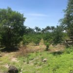 Rancho Gualupita (1)