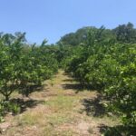 Rancho Gualupita (2)