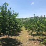 Rancho Gualupita (4)