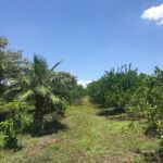 Rancho Gualupita (6)