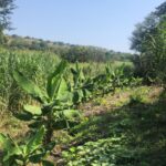 Rancho Gualupita (8)