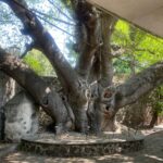 TerrenoExHacienda (10)
