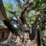 TerrenoExHacienda (9)
